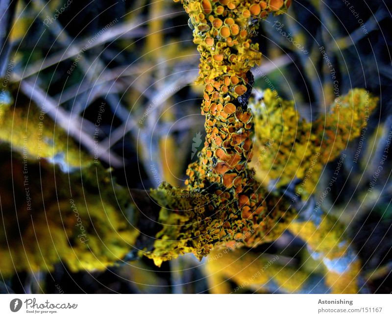 die Pflanze auf der Pflanze Natur Herbst Holz gelb grau Ast Flechten Zweig Geäst orange Nahaufnahme Makroaufnahme Kontrast Zweige u. Äste bewachsen grün