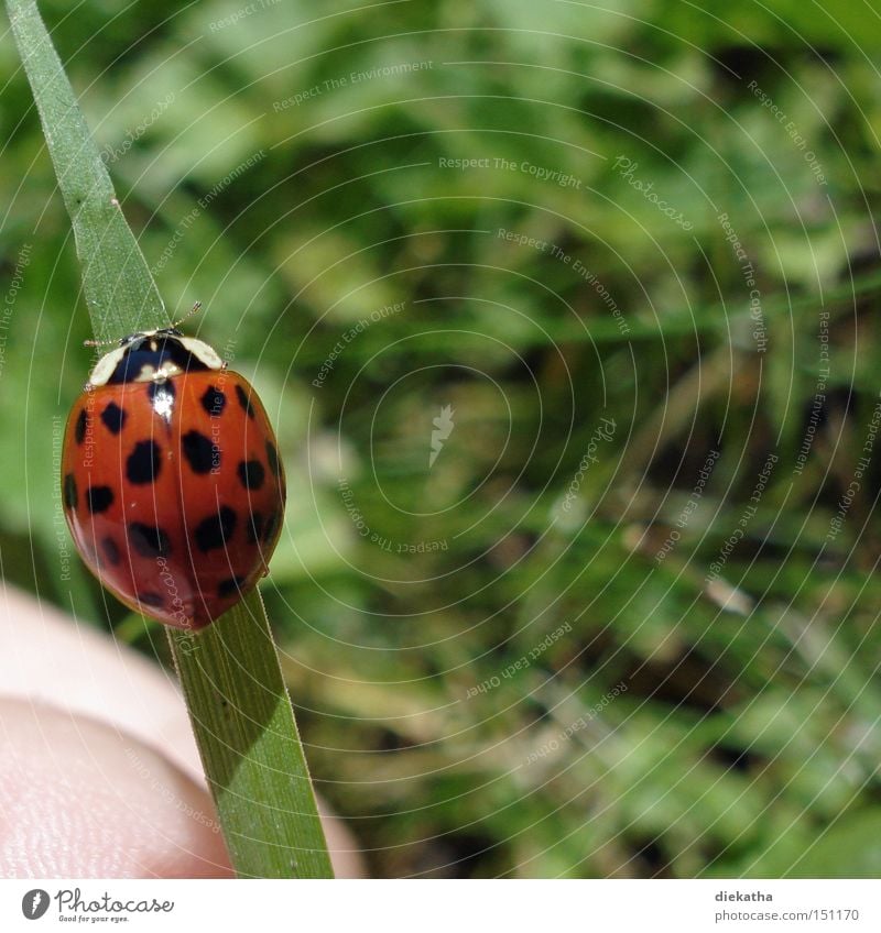 Anisosticta novemdecimpunctata Marienkäfer 19 Punkt Tier Käfer Gras Insekt Halm Hand Sommer rot grün