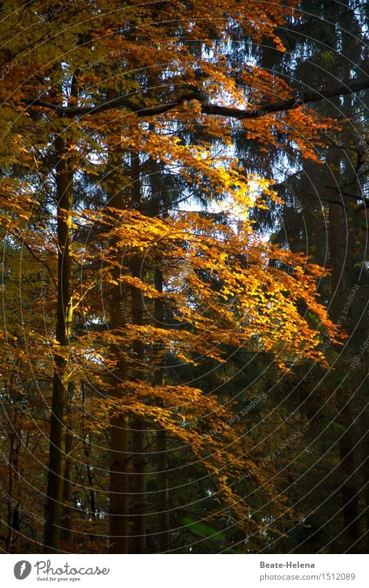 Herbstleuchten wandern Natur Pflanze Sonne Sonnenlicht Baum Wald glänzend ästhetisch schön gelb gold grün Stimmung Kraft Warmherzigkeit Zufriedenheit