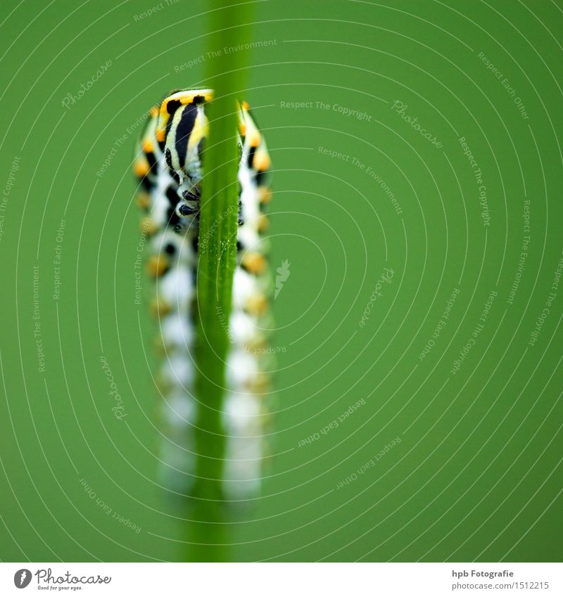 Raupe vom Schwalbenschwanz (Vorderansicht) Natur Tier Sommer Gras Schmetterling Käfer 1 beobachten krabbeln elegant Freundlichkeit gelb grün Stimmung