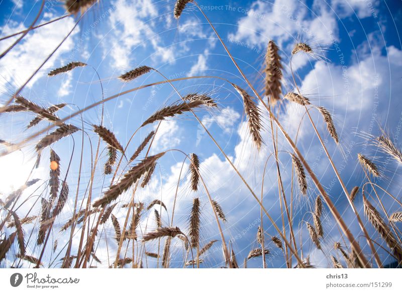 Kornfeld Lebensmittel Getreide Ernährung Bioprodukte Sommer Himmel Wolken Herbst Pflanze blau gelb Gesundheit Natur Perspektive Qualität Ähren Farbfoto