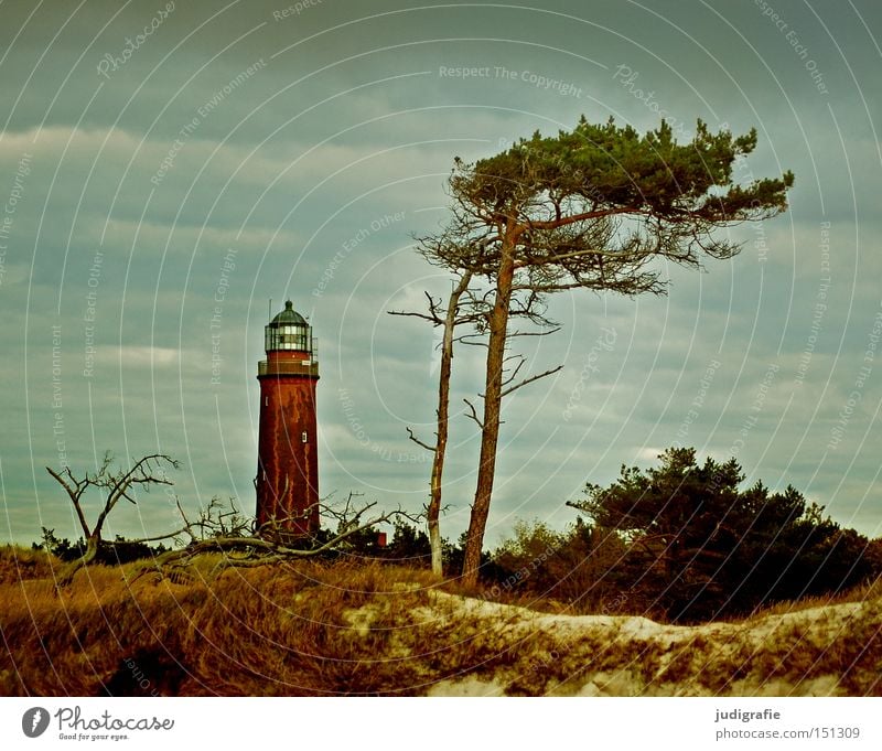 950 | Aussichten Leuchtturm Meer Küste Windflüchter Baum Darß Weststrand Strand Stranddüne Himmel Landschaft Ostsee Ferien & Urlaub & Reisen Erholung Farbe