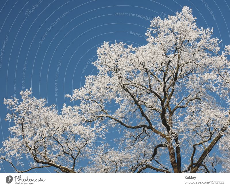 Eisweiß Natur Landschaft Pflanze Himmel Wolkenloser Himmel Winter Wetter Schönes Wetter Frost Schnee Baum Idylle kalt Klima Umwelt Raureif Weißwein gefroren