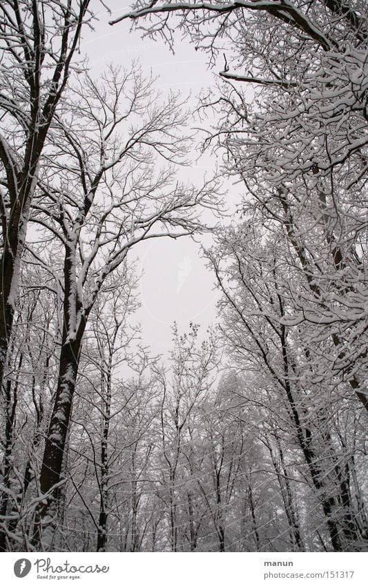 Winterwald Schnee Frost Landschaft ruhig Natur grau weiß Wald Schneelandschaft Baum Einsamkeit Eis Froschperspektive aufwärts himmelwärts Baumkrone kahl laublos