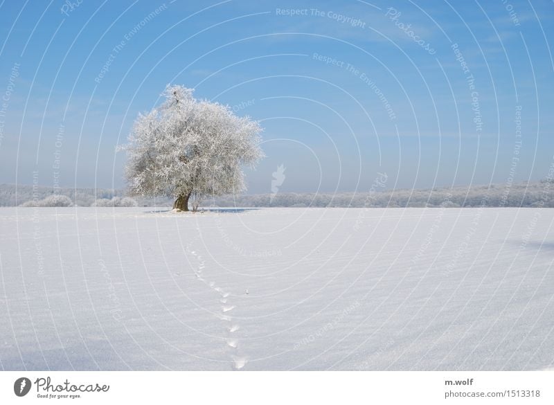 Stieleiche Natur Landschaft Pflanze Wolkenloser Himmel Winter Wetter Schönes Wetter Eis Frost Schnee Baum Feld Wald Urwald alt ästhetisch außergewöhnlich blau