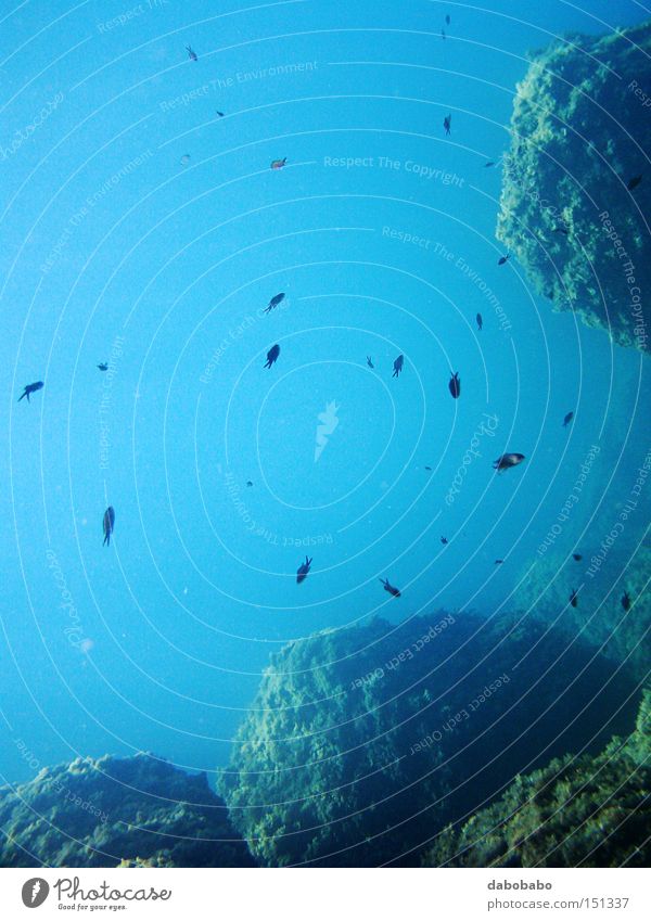 unter Wasser Unterwasseraufnahme blau tief Meer mediterran Leben Sealife Flößen Schnorcheln tauchen Italien Fisch Schwimmen & Baden