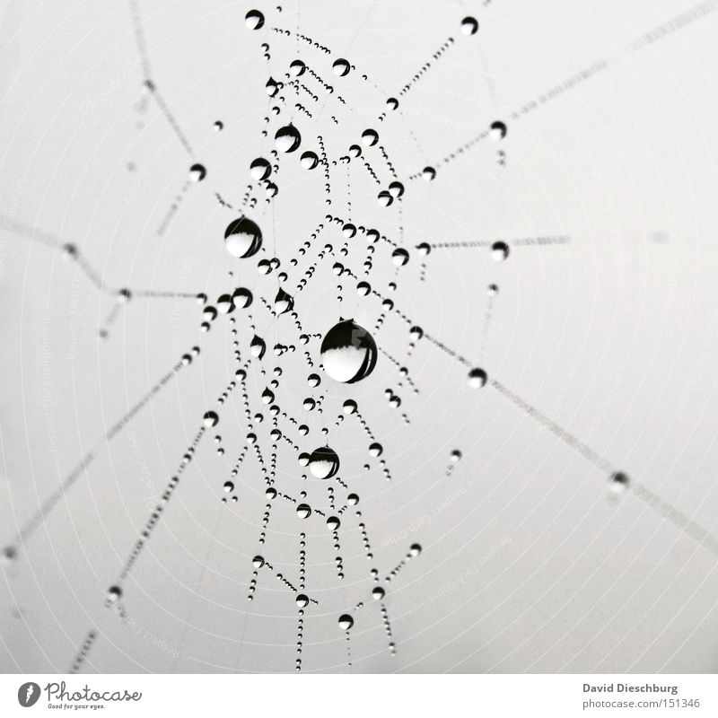 Tropfenfangsystem Wasser Wassertropfen Sommer Herbst Winter Nebel Regen Gewitter Spinne Netz hängen Insekt Spinnennetz Beute Klarheit deutlich Chrom Kette