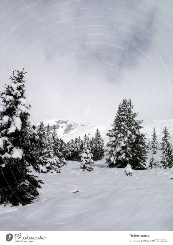 Winterwald Schnee Berge u. Gebirge Tanne Wald Nebel grau weiß kalt Hochebene