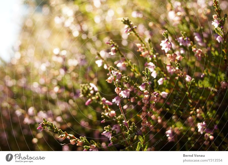 Blüte Umwelt Natur Landschaft Pflanze Blume Blatt hell grün rosa Wachstum Frühling Blühend Reflexion & Spiegelung Farbfoto Außenaufnahme Menschenleer Tag