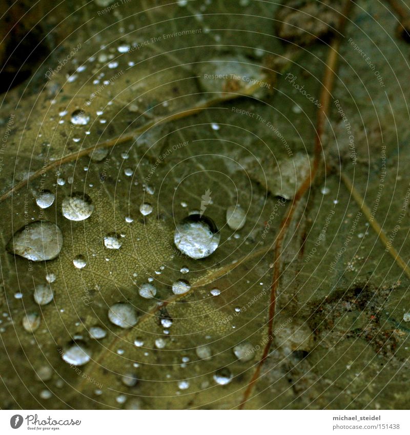 Natürliche Ästhetik im Detail Blatt grün Wassertropfen Regen Tau nass braun