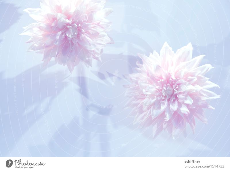 Märchen | Schneeweißchen und Rosenrot Natur Pflanze Blume Duft rosa Leichtigkeit leicht Blüte Blütenknospen Dekoration & Verzierung frisch fantastisch zart