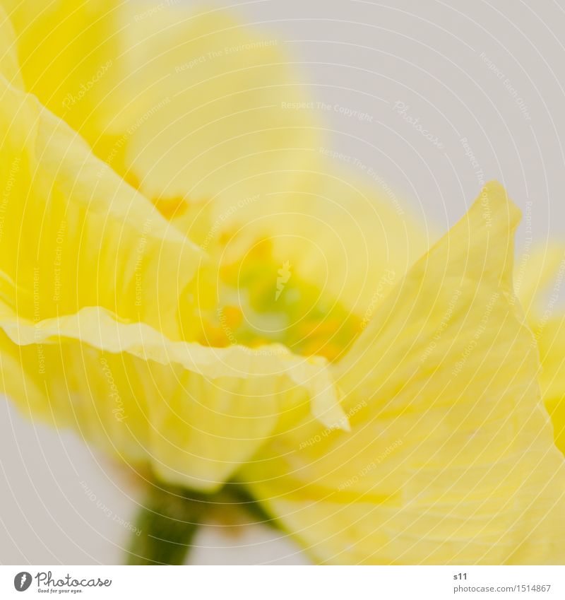 Gelber Mohn III Pflanze Frühling Blume Blüte Blühend Duft leuchten ästhetisch elegant glänzend natürlich schön gelb Glück Fröhlichkeit Zufriedenheit Blütenblatt