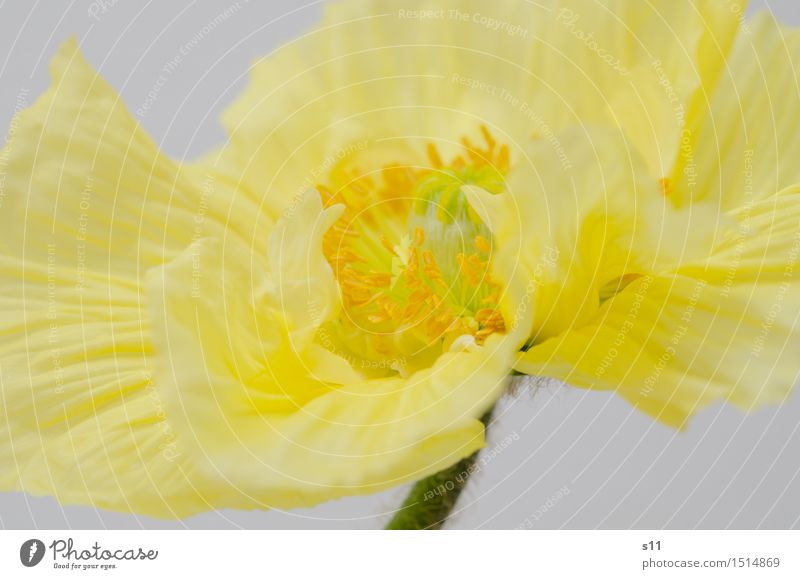 Gelber Mohn Pflanze Frühling Blume Blüte Blühend Duft leuchten elegant frisch schön gelb gold Glätte Blütenblatt Stempel Pollen Stengel Farbfoto Gedeckte Farben
