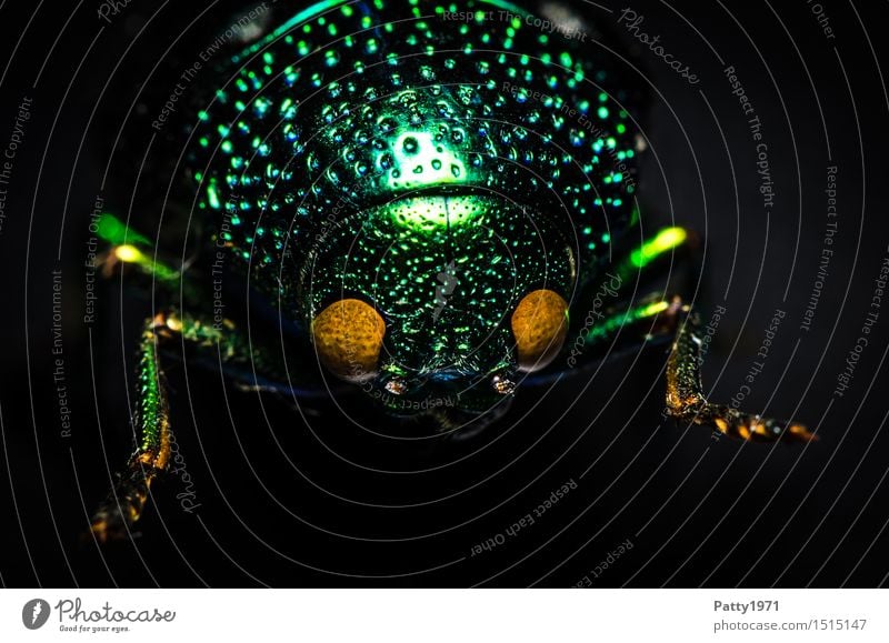 Prachtkäfer Käfer Prachtäfer Buprestidae 1 Tier krabbeln glänzend grün bizarr Natur schimmern schillernd Asien Farbfoto Makroaufnahme Tierporträt