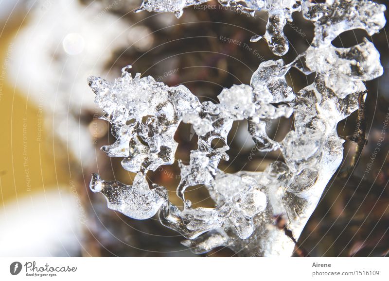 erstarrt Kunstwerk Skulptur Natur Pflanze Urelemente Winter Eis Frost Sträucher Hecke Zweig frieren glänzend fest kalt natürlich braun gold weiß bizarr