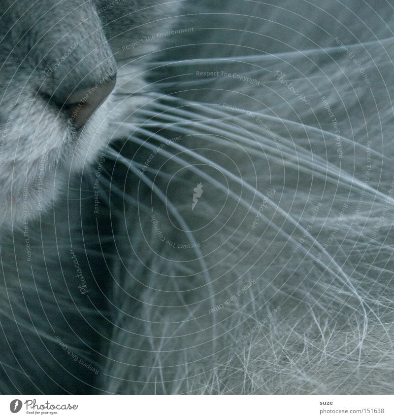 Oh mein Mojo Tier Haustier Katze 1 kuschlig schön weich grau Schutz Geborgenheit Warmherzigkeit Sympathie Tierliebe Freundschaft Nase Miau zart Schnurrhaar
