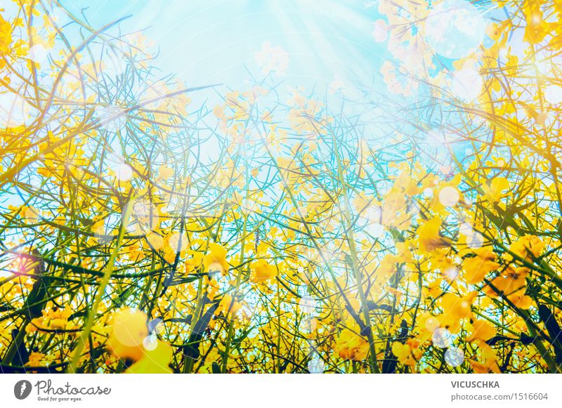 Raps Blüten über Sonne und Himmel Hintergrund Lifestyle Stil Sommer Sommerurlaub Natur Sonnenlicht Schönes Wetter Pflanze Blatt Wiese Feld Blühend gelb Design