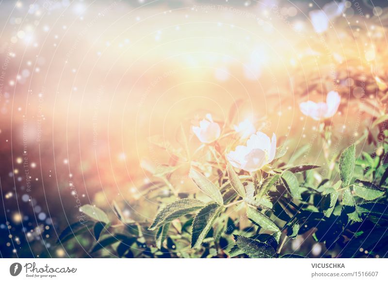 Weiße Hagebutten über Sonnenuntergang. Natur Hintergrund Lifestyle Sommer Garten Pflanze Sonnenaufgang Sonnenlicht Herbst Schönes Wetter Wärme Rose Park gelb