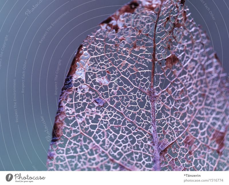 filigranes Blattwerk Natur Pflanze Herbst Winter ästhetisch frisch natürlich schön blau violett rosa Farbfoto Gedeckte Farben Außenaufnahme Nahaufnahme