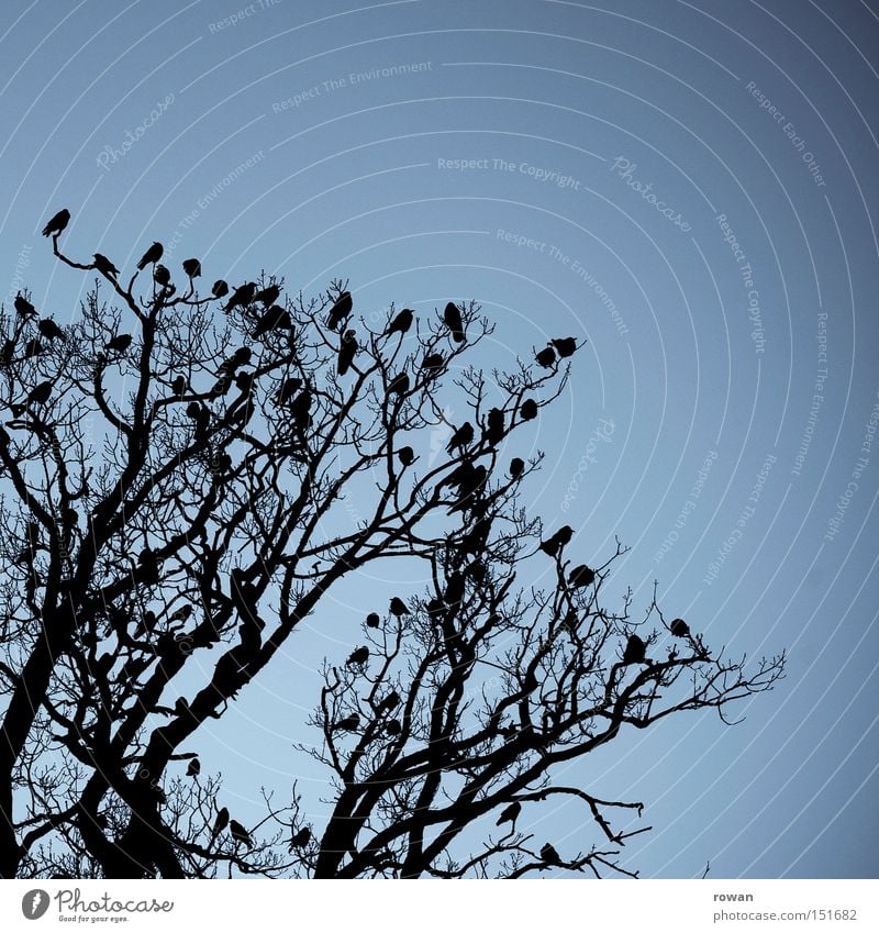vogelversammlung Baum Geäst Vogel Rabenvögel Vogelschwarm dunkel gruselig Silhouette Verabredung Zusammensein begegnen Versammlung spukhaft