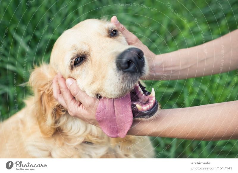 Glücklicher Hund mit Frau Lifestyle Freude Erwachsene Freundschaft Hand Natur Tier Haustier Lächeln Liebe Umarmen Zusammensein niedlich Treue Streicheln