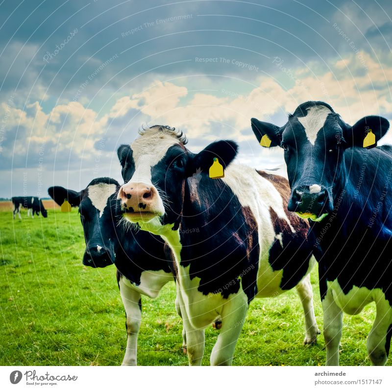 Kühe auf dem Feld Natur Tier Kuh Fressen frei lustig niedlich wild Bauernhof bovin Tierbestand Gesundheit Niederlande Land drei Weide Außenaufnahme Menschenleer