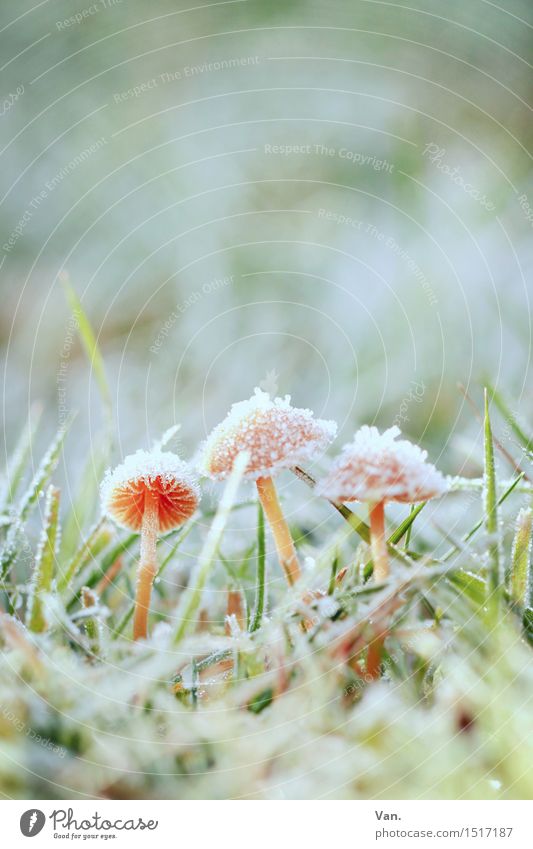 der letzte Frost Natur Pflanze Winter Eis Gras Pilz Wiese kalt klein grün orange weiß 3 Farbfoto Gedeckte Farben Außenaufnahme Nahaufnahme Menschenleer