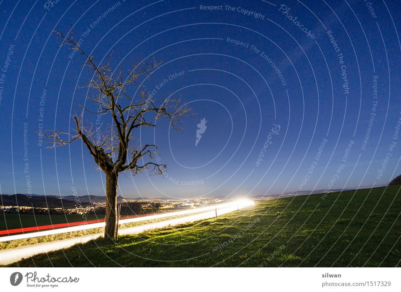 Lichtspur-Baum in der Nacht Landschaft Himmel Wolkenloser Himmel Nachthimmel Stern Horizont Herbst Gras Wiese leuchten stehen ästhetisch Coolness Unendlichkeit