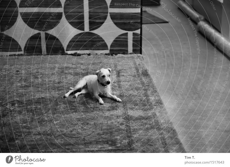 Teppichladen Berlin Tier Haustier Hund 1 Leichtigkeit Ladengeschäft Schwarzweißfoto Außenaufnahme Innenaufnahme Menschenleer Textfreiraum rechts