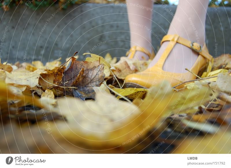 Gelb wie der Herbst gelb Schuhe Damenschuhe Blatt Perspektive Bekleidung Riemchen Beine Fuß Fußknöchel Außenaufnahme