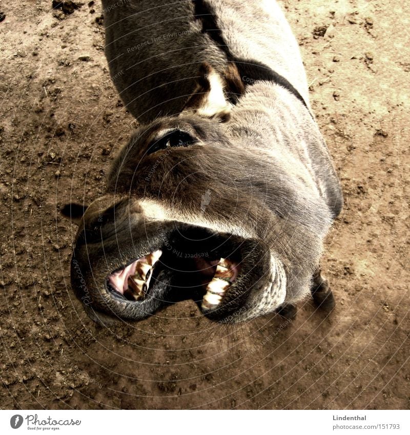 Hungriger Esel / Hungry Donkey Gebiss Appetit & Hunger Tier Fressen Pferd betteln Säugetier