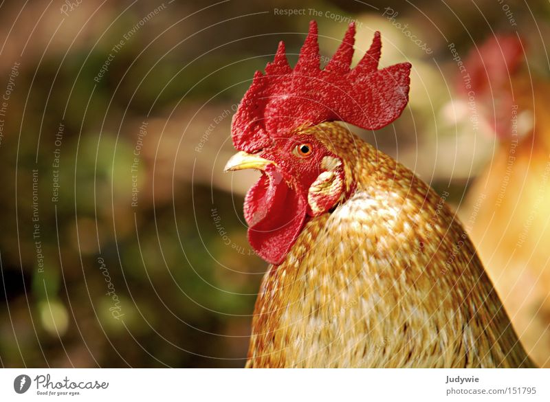 Ein stolzes Tier Hahn Haushuhn Stolz Hochmut Kamm braun Feder Schnabel Vogel fliegen klein rot Herbst Sicherheit Luftverkehr