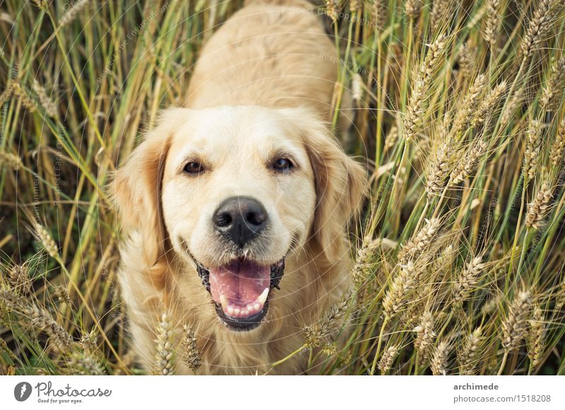 Goldener Apportierhund, der an der Kamera lächelt Freude Freiheit Umwelt Natur Pflanze Haustier Hund genießen Lächeln lustig niedlich wild Golden Retriever