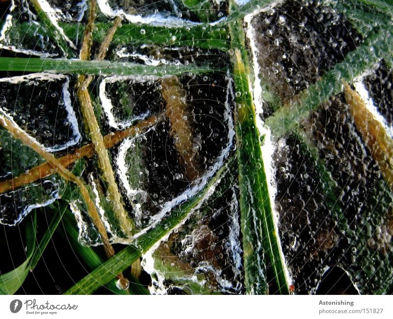 die Wiese im Gefrierschrank Winter Wasser Eis Frost Gras kalt grün weiß Halm gefroren Eisschicht Kontrast Menschenleer Textfreiraum rechts