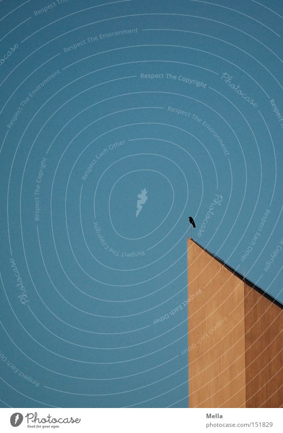aufgesetzt Turm Kirchturm Krähe Rabenvögel Aaskrähe sitzen oben hoch Himmel blau grau Beton Luft Schweben Vogel Detailaufnahme