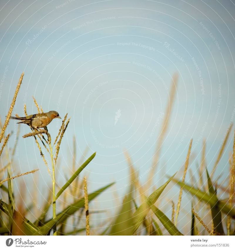 piep Vogel Tier Mais Sommer Ernte grün Himmel Ernährung Quadrat Hintergrundbild Natur Feld Landwirtschaft sitzen Appetit & Hunger Lebensmittel