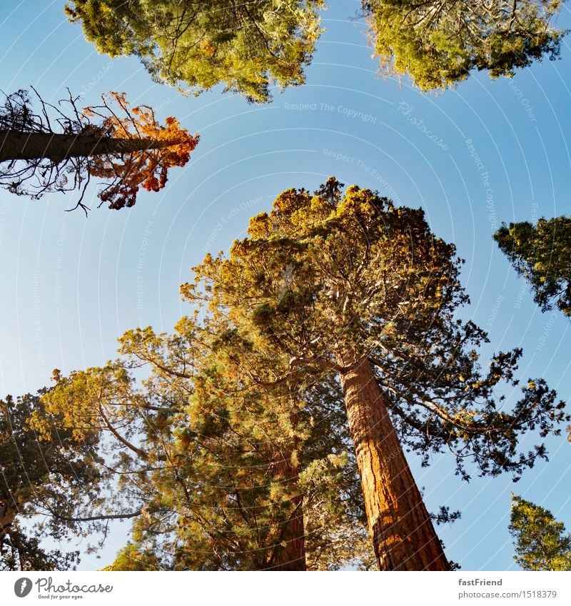Große Freund Baum alt ästhetisch hoch ruhig authentisch Yosemite NP Wald Baumkrone Nadelbaum Riesenmammutbaum Mammutbaum Amerika USA Farbfoto Außenaufnahme