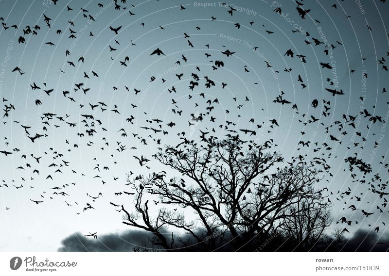 vogelschwarm II Vogel Vogelschwarm fliegen Rabenvögel Baum Geäst gruselig Plage falsch Surrealismus Luftverkehr vogelflug
