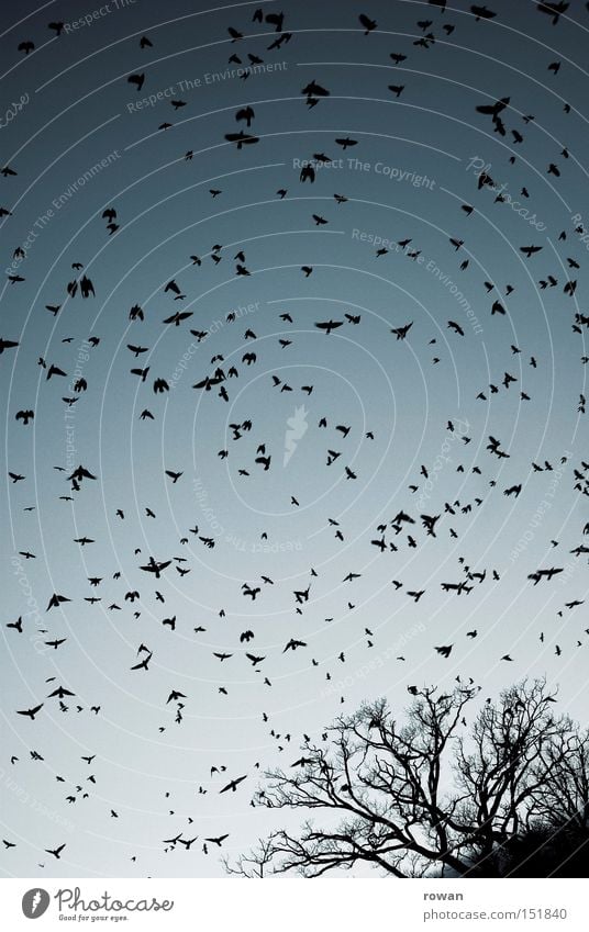 vogelschwarm III Vogel Vogelschwarm fliegen Rabenvögel Baum Geäst gruselig Plage falsch Surrealismus Luftverkehr vogelflug
