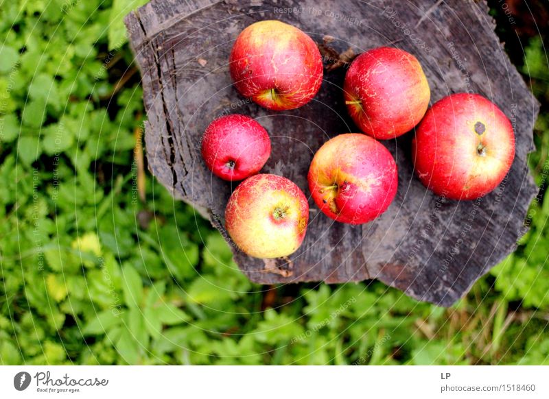 Äpfel auf einem Baumstamm 2 Lebensmittel Frucht Apfel Ernährung Picknick Bioprodukte Vegetarische Ernährung Diät Fasten Natur Frühling Sommer Herbst