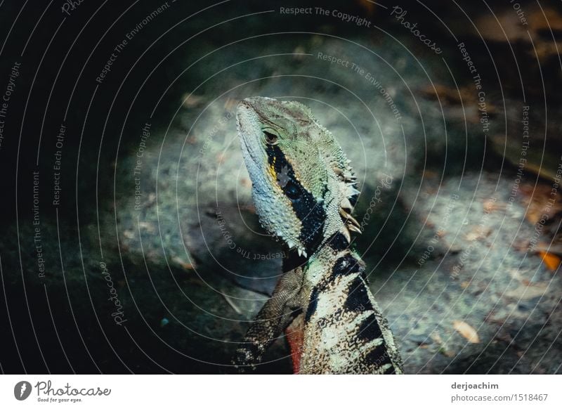 Begegung mit einer anderen Art. Ein  Lizard im National Park Burleigh Heads der zwischen Steinen sitzt und sich sonnt.. Queensland / Australia. exotisch Glück
