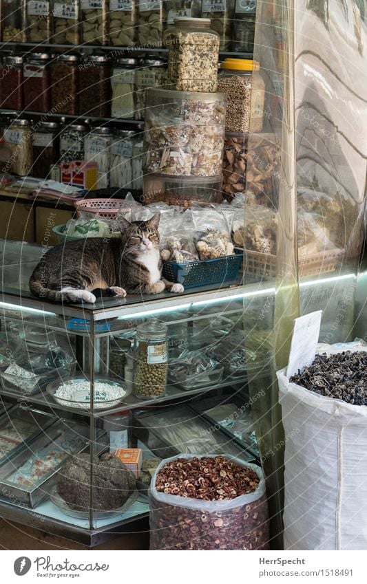 Doctor Cat kaufen Gesundheit Gesundheitswesen Behandlung Alternativmedizin Medikament harmonisch Wohlgefühl Hongkong China Chinatown Haustier Katze 1 Tier