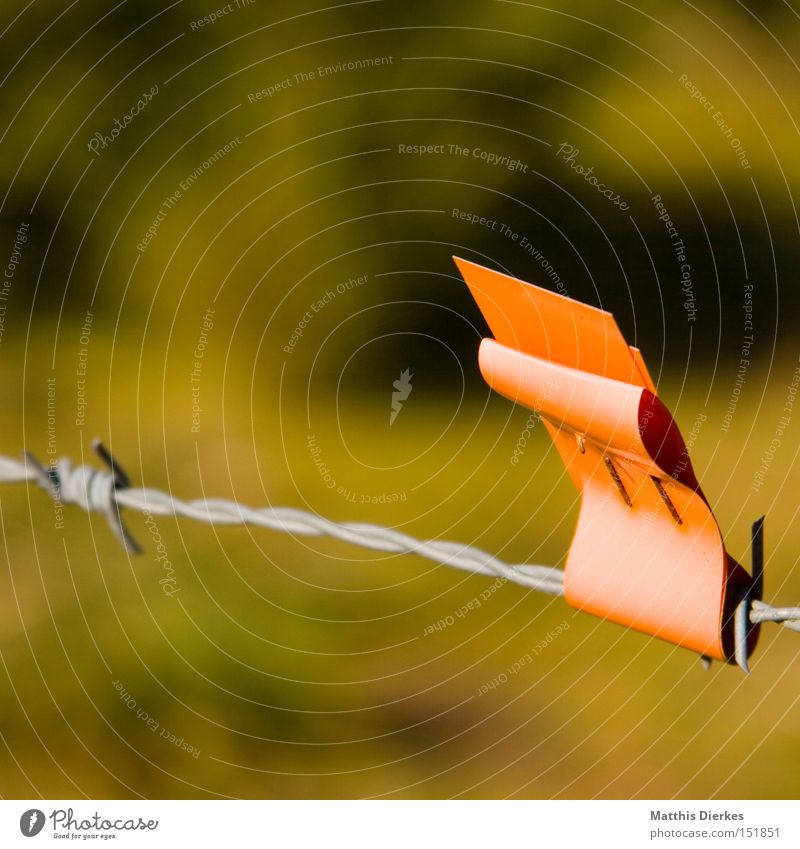 Markierung Zaun Stacheldraht Schilder & Markierungen Natur Landwirtschaft Fahne obskur Weide orange Warnhinweis Signal