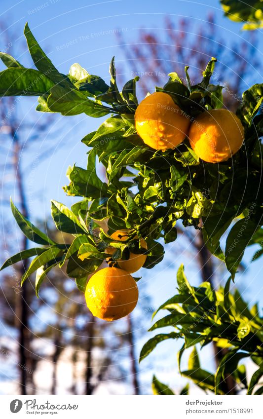 Orangenbaum auf Madeira Weitwinkel Starke Tiefenschärfe Gegenlicht Sonnenstrahlen Sonnenlicht Lichterscheinung Kontrast Schatten Tag Textfreiraum Mitte