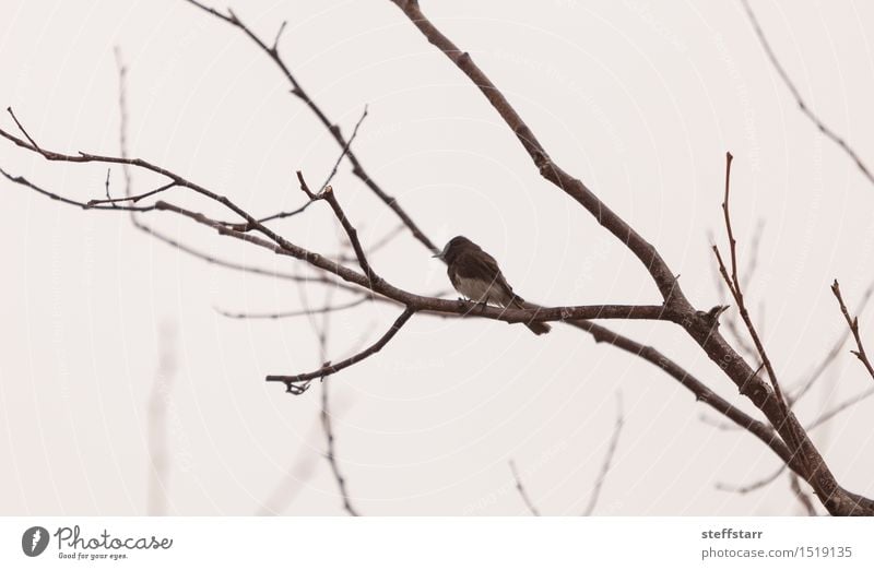 Graue weibliche Baumschwalbe Feld Wald Tier Vogel Flügel grau Farbfoto Morgen