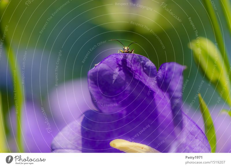 Ich seh´ Dich Käfer Insekt 1 Tier beobachten Blick grün violett Zufriedenheit Horizont Natur Perspektive Farbfoto Außenaufnahme Makroaufnahme Tag