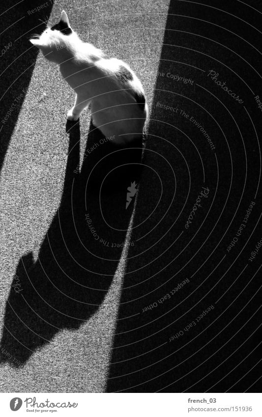 150: Frechdachs Katze Schwarzweißfoto Haustier Schatten Sonnenlicht Streifen Muster Fleischfresser Kontrast Gegenlicht warten beobachten vertikal Jäger