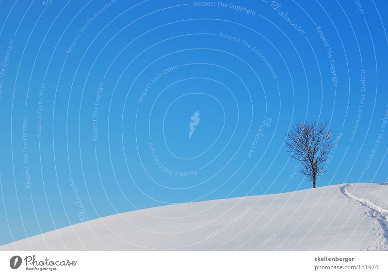 Zwei Welten Baum Erde Himmel blau Schnee Schneeschuhe Hintergrundbild Kontrast Landschaft besinnlich Wetter Spuren Fußspur Winter leuchten