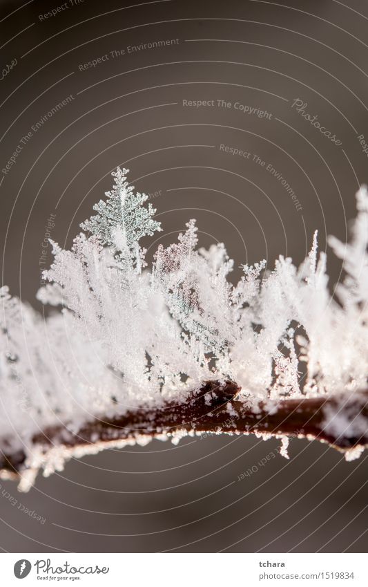 Gefroren Natur Pflanze Wasser Winter Klima Klimawandel Eis Frost Schnee Schneefall Baum Garten Park frieren kalt weiß Nahaufnahme Makroaufnahme Tag