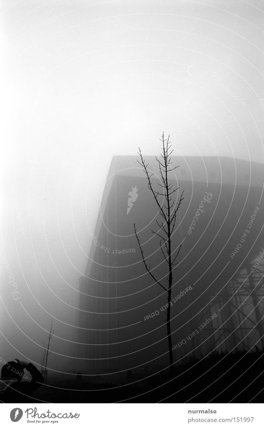 Graugrauen Grauen Angst Nebel unheimlich Halle Baum Mann Einsamkeit Kriminalroman Filmindustrie analog Architektur Panik Schwarzweißfoto